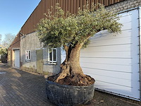 Olijfboom bonsai xxl - olea europaea - ca. 250 jaar oud - hoogte ca. 290 cm - afbeelding 5 van  14