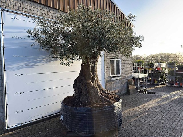Olijfboom bonsai xxl - olea europaea - ca. 250 jaar oud - hoogte ca. 290 cm - afbeelding 14 van  14