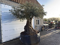 Olijfboom bonsai xxl - olea europaea - ca. 250 jaar oud - hoogte ca. 290 cm - afbeelding 14 van  14