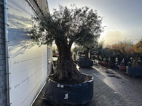 Olijfboom bonsai xxl - olea europaea - ca. 250 jaar oud - hoogte ca. 290 cm - afbeelding 6 van  14