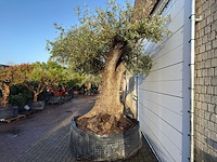 Olijfboom bonsai xxl - olea europaea - ca. 250 jaar oud - hoogte ca. 290 cm - afbeelding 13 van  14
