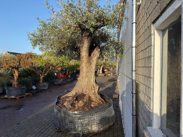 Olijfboom bonsai xxl - olea europaea - ca. 250 jaar oud - hoogte ca. 290 cm - afbeelding 7 van  14