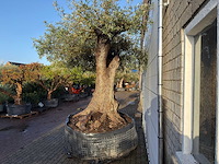 Olijfboom bonsai xxl - olea europaea - ca. 250 jaar oud - hoogte ca. 290 cm - afbeelding 7 van  14