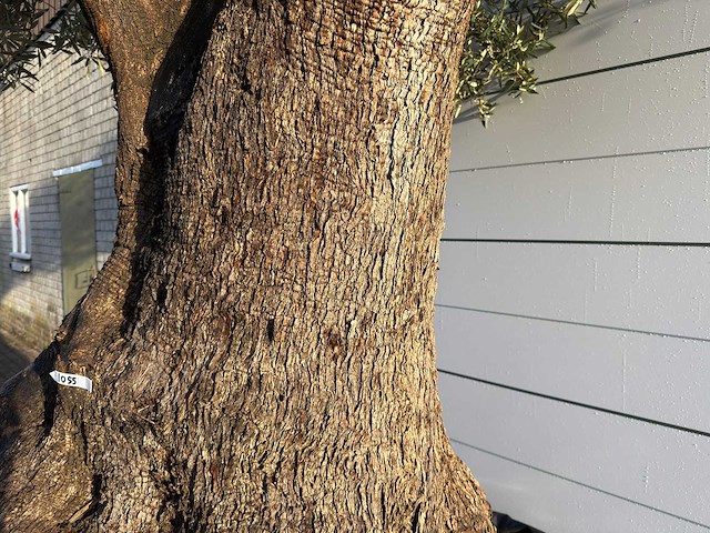 Olijfboom bonsai xxl - olea europaea - ca. 250 jaar oud - hoogte ca. 290 cm - afbeelding 8 van  14