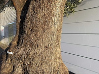Olijfboom bonsai xxl - olea europaea - ca. 250 jaar oud - hoogte ca. 290 cm - afbeelding 8 van  14