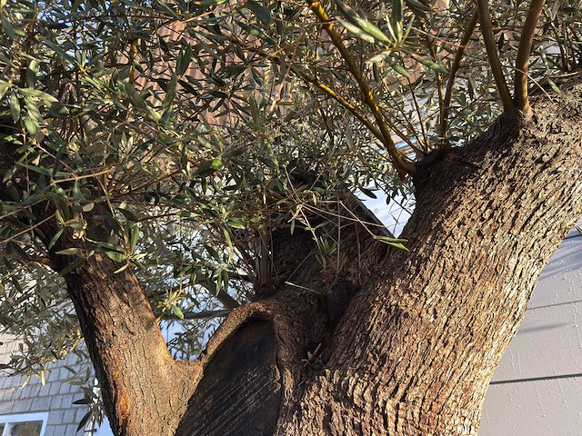 Olijfboom bonsai xxl - olea europaea - ca. 250 jaar oud - hoogte ca. 290 cm - afbeelding 9 van  14
