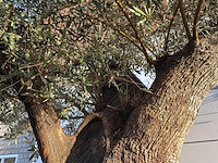 Olijfboom bonsai xxl - olea europaea - ca. 250 jaar oud - hoogte ca. 290 cm - afbeelding 9 van  14