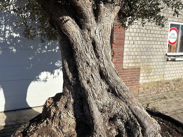 Olijfboom bonsai xxl - olea europaea - ca. 250 jaar oud - hoogte ca. 290 cm - afbeelding 2 van  14