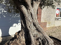 Olijfboom bonsai xxl - olea europaea - ca. 250 jaar oud - hoogte ca. 290 cm - afbeelding 2 van  14
