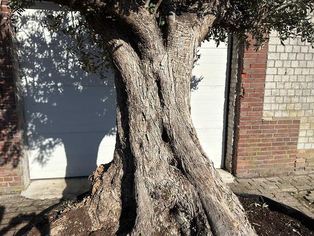 Olijfboom bonsai xxl - olea europaea - ca. 250 jaar oud - hoogte ca. 290 cm - afbeelding 3 van  14