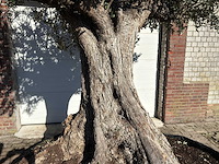 Olijfboom bonsai xxl - olea europaea - ca. 250 jaar oud - hoogte ca. 290 cm - afbeelding 3 van  14