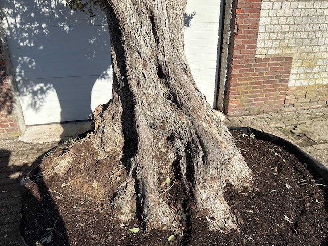 Olijfboom bonsai xxl - olea europaea - ca. 250 jaar oud - hoogte ca. 290 cm - afbeelding 4 van  14