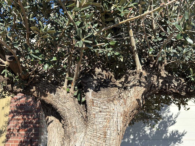 Olijfboom bonsai xxl - olea europaea - ca. 250 jaar oud - hoogte ca. 290 cm - afbeelding 5 van  14