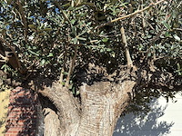 Olijfboom bonsai xxl - olea europaea - ca. 250 jaar oud - hoogte ca. 290 cm - afbeelding 5 van  14
