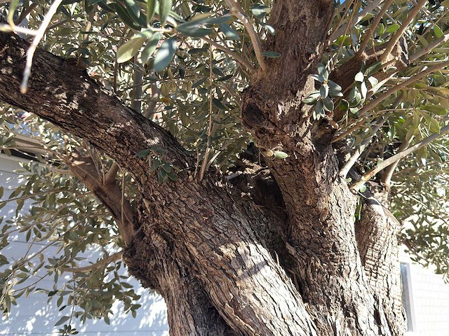 Olijfboom bonsai xxl - olea europaea - ca. 250 jaar oud - hoogte ca. 290 cm - afbeelding 6 van  14