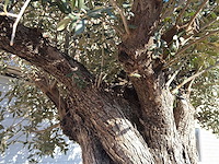 Olijfboom bonsai xxl - olea europaea - ca. 250 jaar oud - hoogte ca. 290 cm - afbeelding 6 van  14