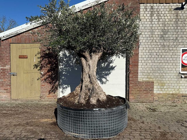 Olijfboom bonsai xxl - olea europaea - ca. 250 jaar oud - hoogte ca. 290 cm - afbeelding 1 van  14