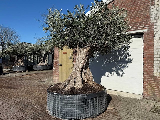 Olijfboom bonsai xxl - olea europaea - ca. 250 jaar oud - hoogte ca. 290 cm - afbeelding 7 van  14