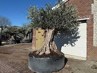 Olijfboom bonsai xxl - olea europaea - ca. 250 jaar oud - hoogte ca. 290 cm - afbeelding 7 van  14