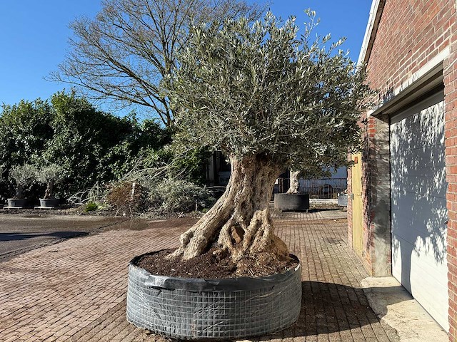 Olijfboom bonsai xxl - olea europaea - ca. 250 jaar oud - hoogte ca. 290 cm - afbeelding 8 van  14
