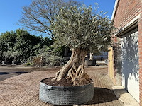 Olijfboom bonsai xxl - olea europaea - ca. 250 jaar oud - hoogte ca. 290 cm - afbeelding 8 van  14