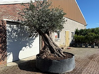 Olijfboom bonsai xxl - olea europaea - ca. 250 jaar oud - hoogte ca. 290 cm - afbeelding 9 van  14