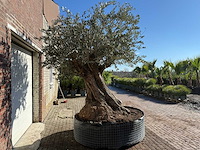 Olijfboom bonsai xxl - olea europaea - ca. 250 jaar oud - hoogte ca. 290 cm - afbeelding 10 van  14