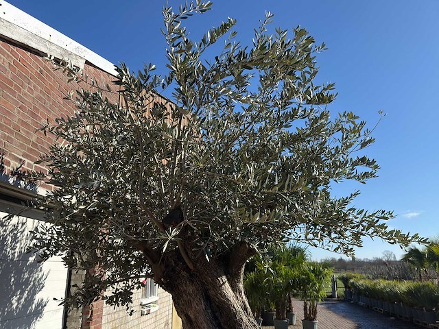 Olijfboom bonsai xxl - olea europaea - ca. 250 jaar oud - hoogte ca. 290 cm - afbeelding 11 van  14