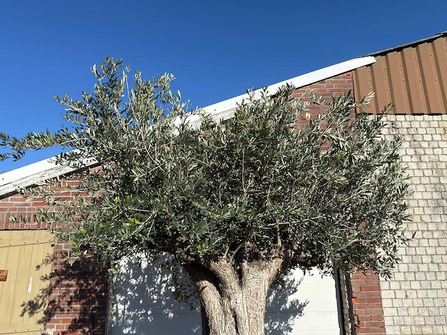 Olijfboom bonsai xxl - olea europaea - ca. 250 jaar oud - hoogte ca. 290 cm - afbeelding 12 van  14