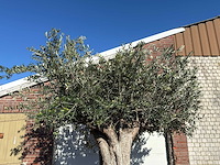 Olijfboom bonsai xxl - olea europaea - ca. 250 jaar oud - hoogte ca. 290 cm - afbeelding 12 van  14