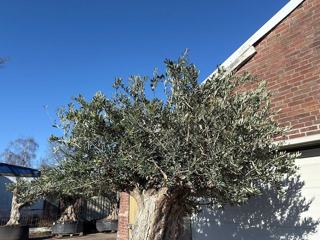 Olijfboom bonsai xxl - olea europaea - ca. 250 jaar oud - hoogte ca. 290 cm - afbeelding 13 van  14