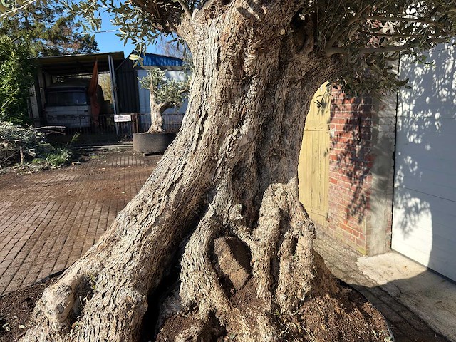 Olijfboom bonsai xxl - olea europaea - ca. 250 jaar oud - hoogte ca. 290 cm - afbeelding 14 van  14