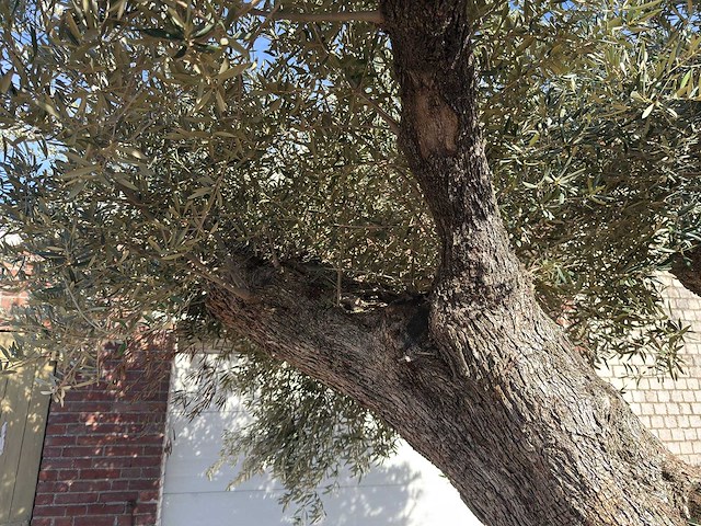 Olijfboom bonsai xxl - olea europaea - ca. 250 jaar oud - hoogte ca. 290 cm - afbeelding 10 van  17