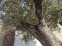Olijfboom bonsai xxl - olea europaea - ca. 250 jaar oud - hoogte ca. 290 cm - afbeelding 10 van  17