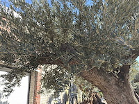 Olijfboom bonsai xxl - olea europaea - ca. 250 jaar oud - hoogte ca. 290 cm - afbeelding 11 van  17