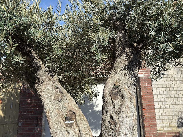 Olijfboom bonsai xxl - olea europaea - ca. 250 jaar oud - hoogte ca. 290 cm - afbeelding 12 van  17