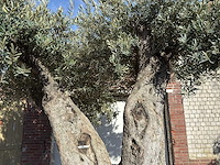 Olijfboom bonsai xxl - olea europaea - ca. 250 jaar oud - hoogte ca. 290 cm - afbeelding 12 van  17