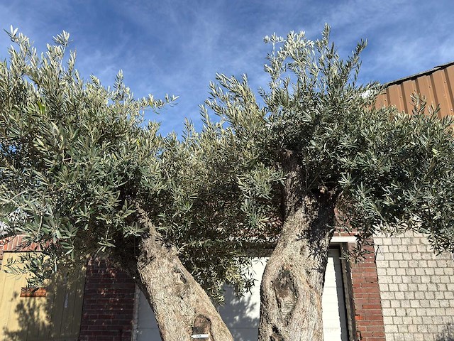 Olijfboom bonsai xxl - olea europaea - ca. 250 jaar oud - hoogte ca. 290 cm - afbeelding 13 van  17