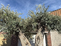 Olijfboom bonsai xxl - olea europaea - ca. 250 jaar oud - hoogte ca. 290 cm - afbeelding 13 van  17