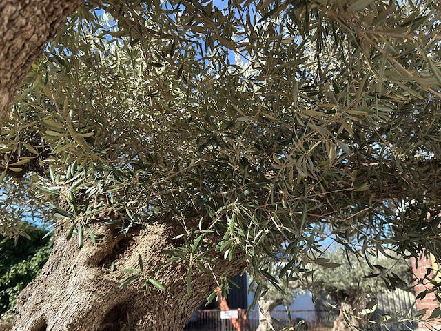 Olijfboom bonsai xxl - olea europaea - ca. 250 jaar oud - hoogte ca. 290 cm - afbeelding 15 van  17