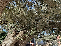 Olijfboom bonsai xxl - olea europaea - ca. 250 jaar oud - hoogte ca. 290 cm - afbeelding 15 van  17