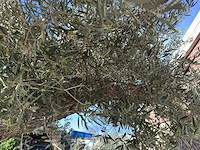 Olijfboom bonsai xxl - olea europaea - ca. 250 jaar oud - hoogte ca. 290 cm - afbeelding 16 van  17