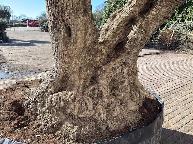 Olijfboom bonsai xxl - olea europaea - ca. 250 jaar oud - hoogte ca. 290 cm - afbeelding 17 van  17