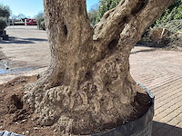 Olijfboom bonsai xxl - olea europaea - ca. 250 jaar oud - hoogte ca. 290 cm - afbeelding 17 van  17