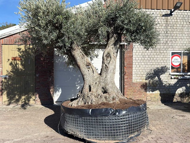 Olijfboom bonsai xxl - olea europaea - ca. 250 jaar oud - hoogte ca. 290 cm - afbeelding 1 van  17