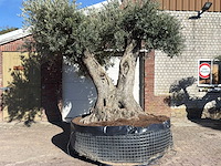 Olijfboom bonsai xxl - olea europaea - ca. 250 jaar oud - hoogte ca. 290 cm - afbeelding 1 van  17