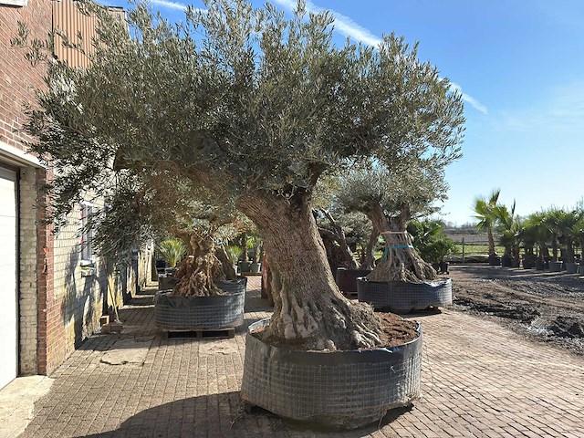 Olijfboom bonsai xxl - olea europaea - ca. 250 jaar oud - hoogte ca. 290 cm - afbeelding 3 van  17