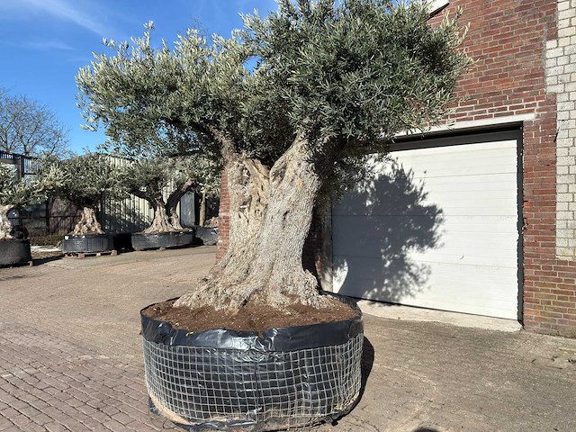 Olijfboom bonsai xxl - olea europaea - ca. 250 jaar oud - hoogte ca. 290 cm - afbeelding 4 van  17