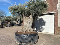 Olijfboom bonsai xxl - olea europaea - ca. 250 jaar oud - hoogte ca. 290 cm - afbeelding 4 van  17
