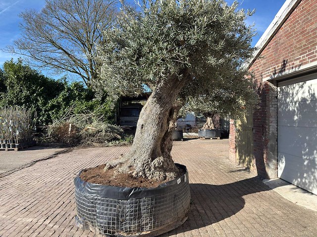 Olijfboom bonsai xxl - olea europaea - ca. 250 jaar oud - hoogte ca. 290 cm - afbeelding 5 van  17